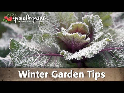 Garden tips - Tricia shares her winter gardening tips to get your garden ready for cold weather. WInterize your tools, equipment and plants. Do simple tasks in the fall to...