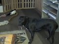 Charlie sick siezure.wmv