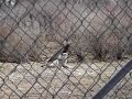 Wolves at Wolfhollow