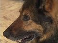 2003 Animal Hall of Fame - Hero