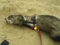 Diggin Ferrets II