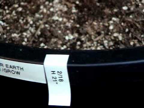 how to fertilize plants in different stages