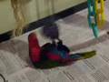 videos de She loves her new purple Ball