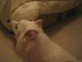 boby quiere dormir en la cuna