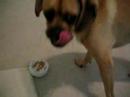 Puggles, Texas Ranger\