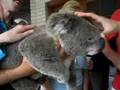 videos de Koala from Symbio Zoo - travelwheels camper videos