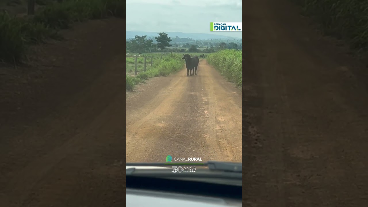 Búfalo bloqueia estrada e coloca terror em fazenda