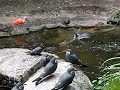uit het water opvliegende incastern uit het water opvliegende incastern