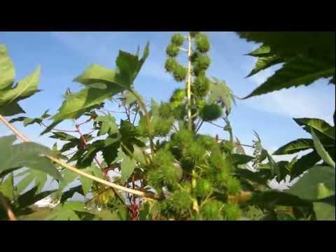 castor beans