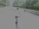 Dowhill Hidrop�nico