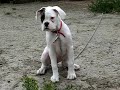 Puppylove 8