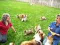 akc-cute-baby-puppy-sheltie-shetland-sheepdog-2.html
