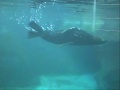 Lobo Marinho se divertindo no Aquario de Santos 