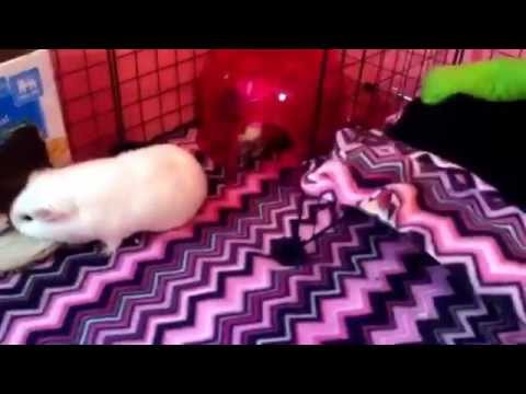 video-linktoworks-How to tame a guinea pig (aka get them to trust you)