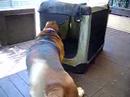 basset in a krate