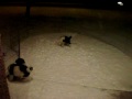 Pups first real snow Clip 2
