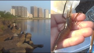 5月1日、多摩川テナガエビ開幕!!