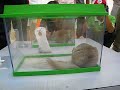 My Chinchilla Cha Cha competes in the Pet Olympics