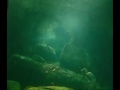 Ocean Dive