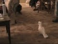 Dog Vs. Bird.