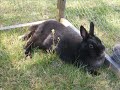 unsere tiere ^^