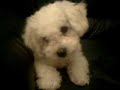 Bichon Frise being mystified by a phone!