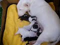 minibull puppy