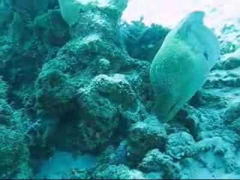 Gaint Moray with cleaner Wrasse