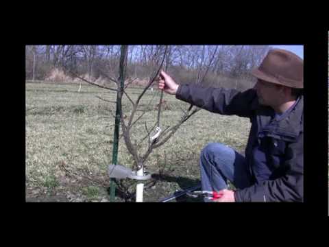 how to prune an apple tree video