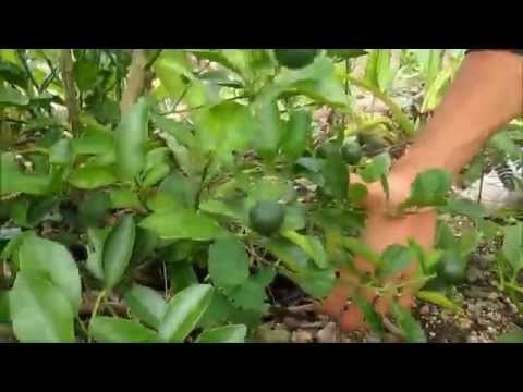how to harvest citrus fruit