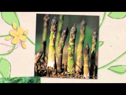 how to fertilize rhubarb