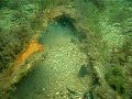 Hungry conger eel