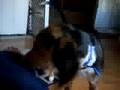 beagle puppy