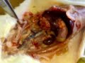 Biology Rat Dissection Full