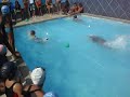 competição layla