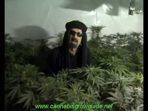 how to grow weed dvd