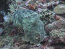 Fearless Cuttlefish Face Off