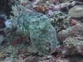 Fearless Cuttlefish Face Off