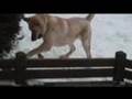 Labrador Retriever video
