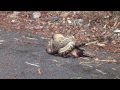 Python Killing kangaroo on Lake Morris Road, Cairns QLD, Australia