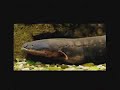 Avance de obra del Parque Explora: recorrido por el acuario.