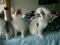 Tyrkisk Angora Tyrkisk Angora-lek