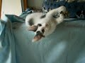 Turkish Angora kitten playing