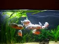 wild redbelly piranhas vs mouse 3