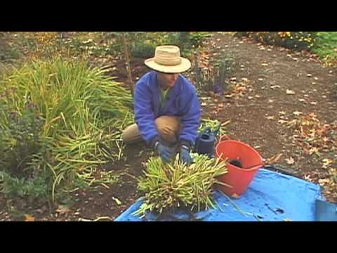 how to transplant daisies