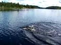 Montreal River Pike of Note (part 2)