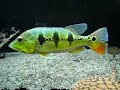Orinocensis and Mono Peacock Bass