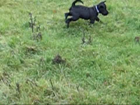 Miniature Schnauzer Puppy Black. Marley the Black Miniature