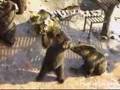 Osos pidiendo comida