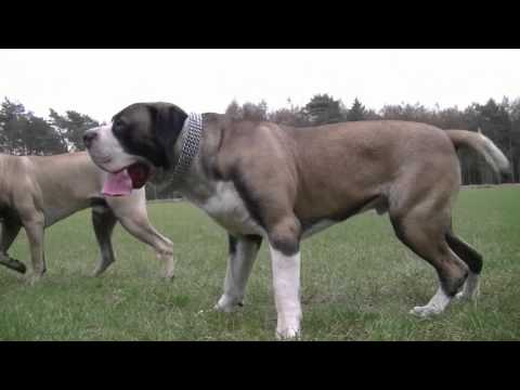 boerboel